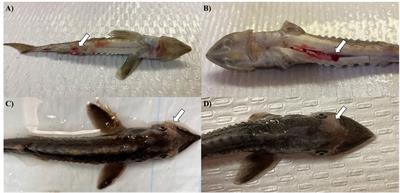 Effects of Acipenserid herpesvirus 2 on the outcome of a Streptococcus iniae co-infection in white sturgeon (Acipenser transmontanus)